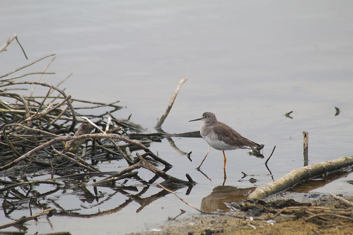 Lesser Yellowlegs - ML628779093