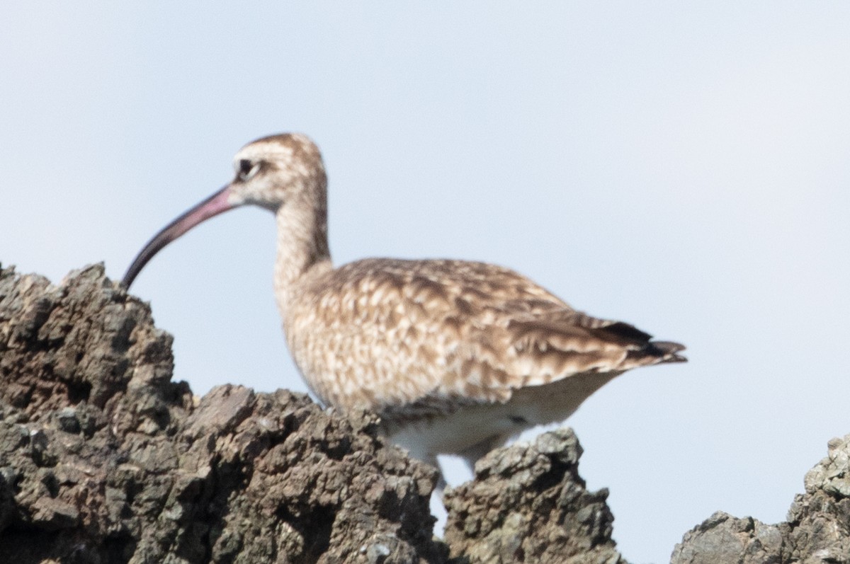 Whimbrel (Hudsonian) - ML628779133