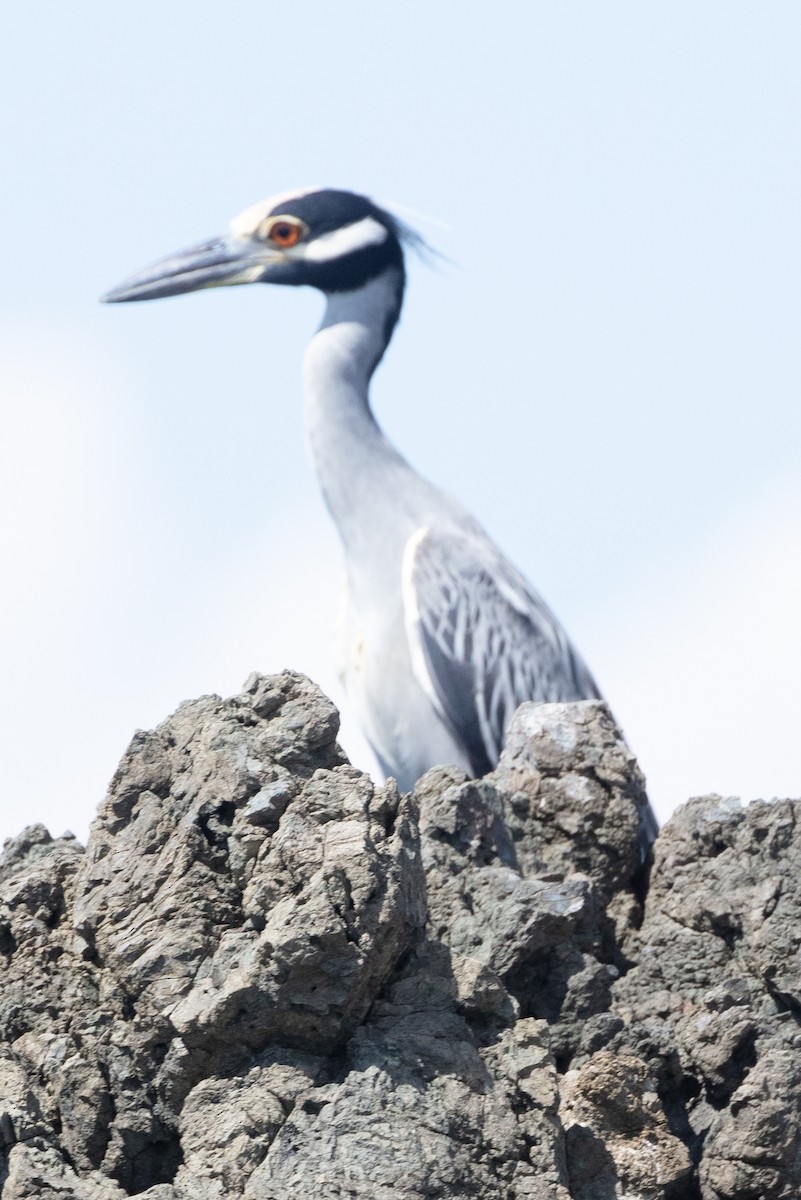 Yellow-crowned Night Heron - ML628779155