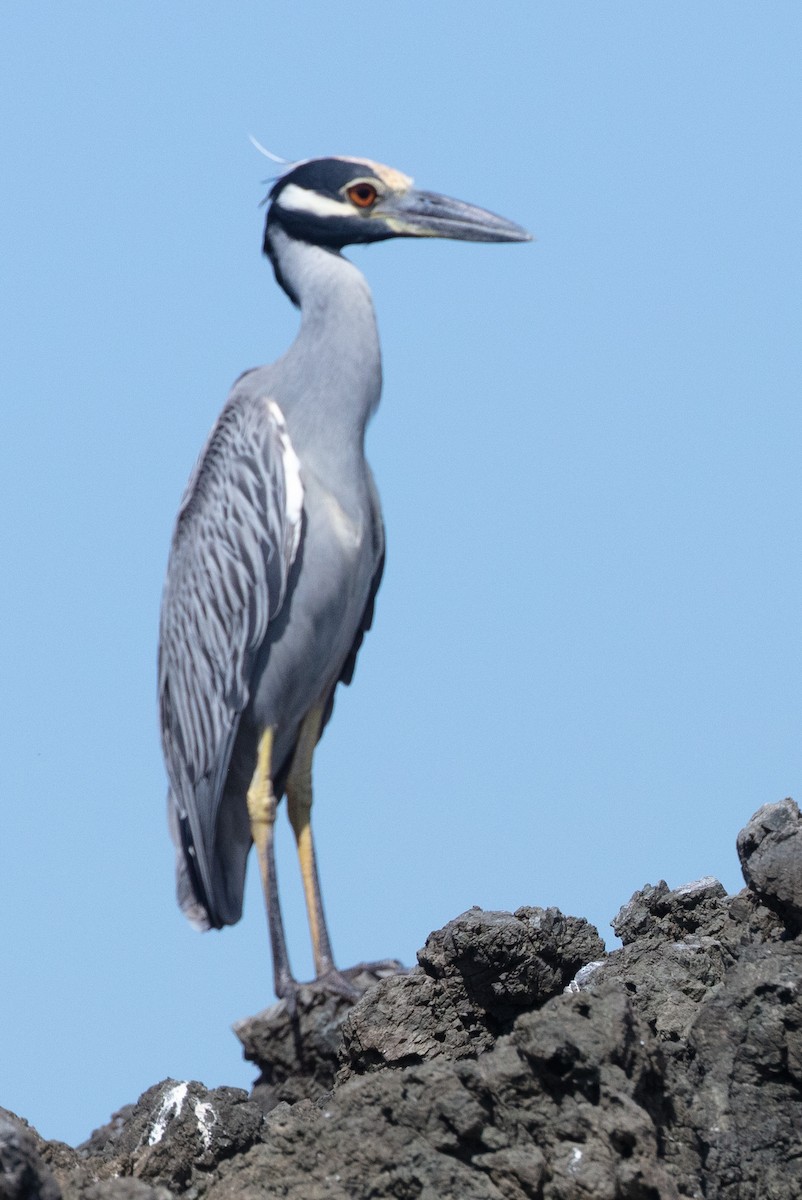 Yellow-crowned Night Heron - ML628779156