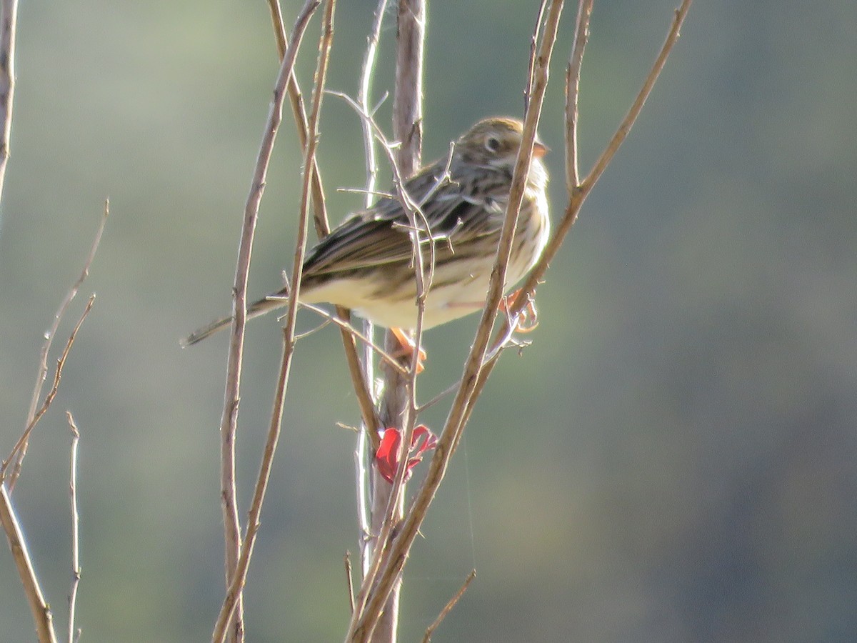 Vesper Sparrow - ML628779175