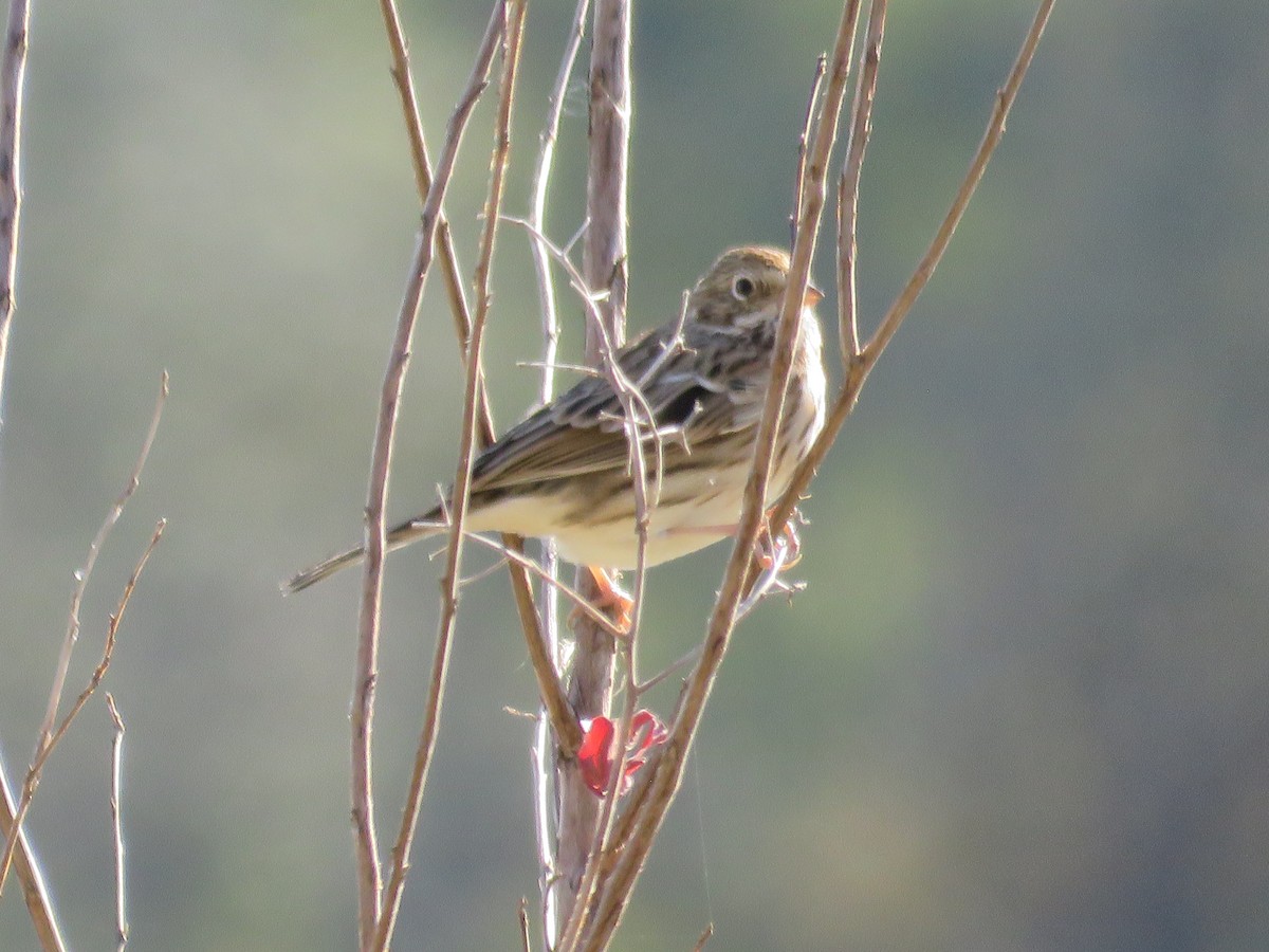 Vesper Sparrow - ML628779176