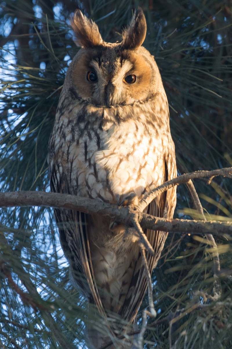 Long-eared Owl - ML628779177