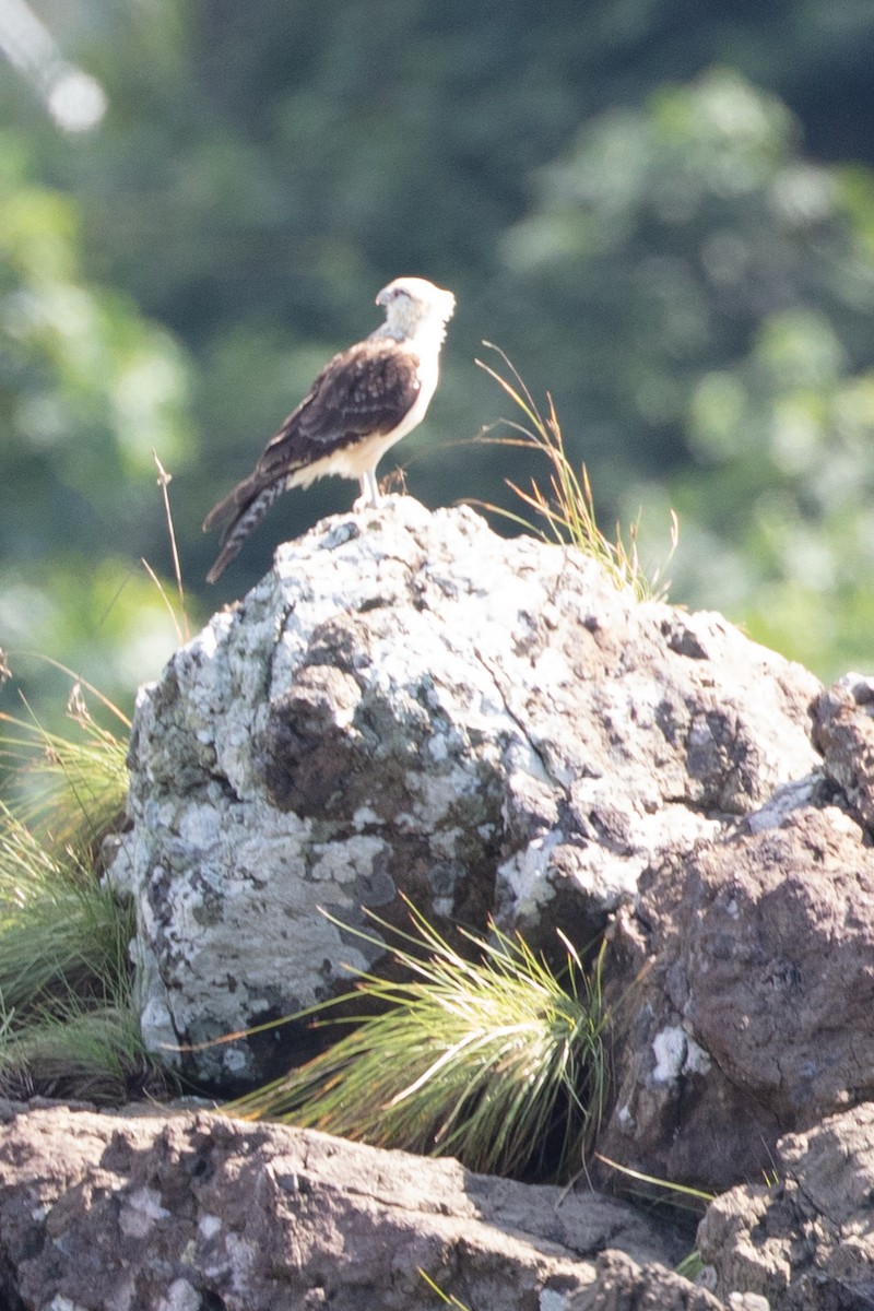 Yellow-headed Caracara - ML628779262