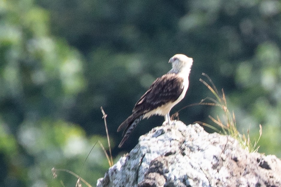 Yellow-headed Caracara - ML628779263