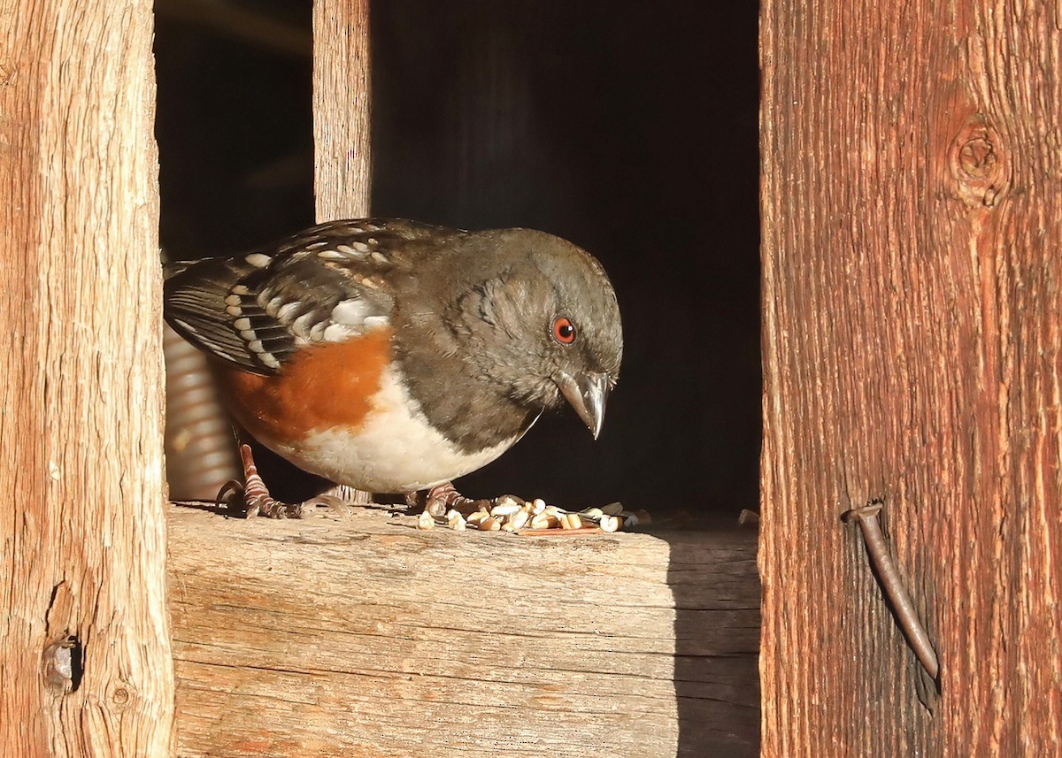 Spotted Towhee - ML628779283
