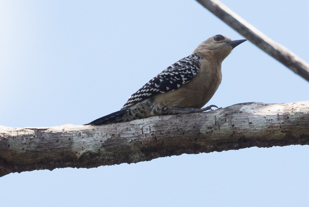 Red-crowned Woodpecker - ML628779305