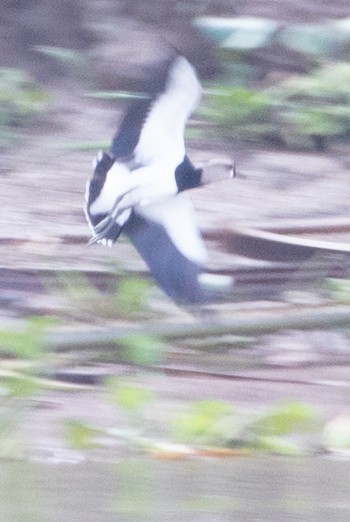Southern Lapwing - ML628779365