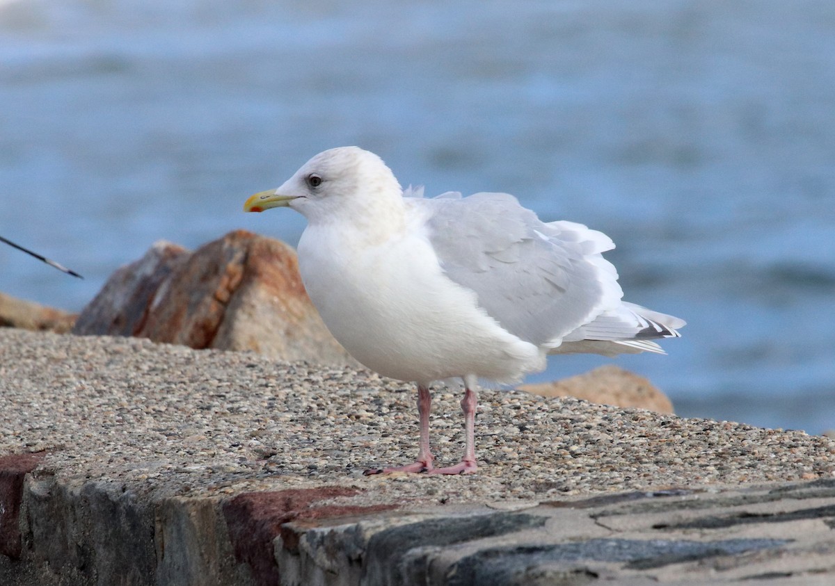 Iceland Gull (kumlieni) - ML628779394