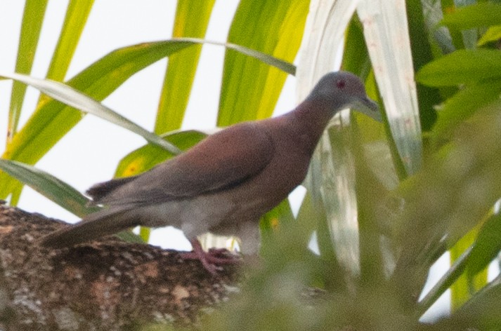 Pale-vented Pigeon - ML628779412