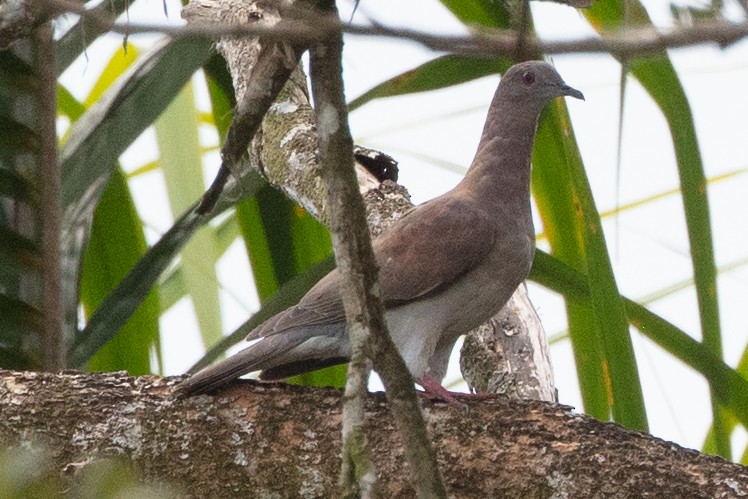 Pale-vented Pigeon - ML628779413