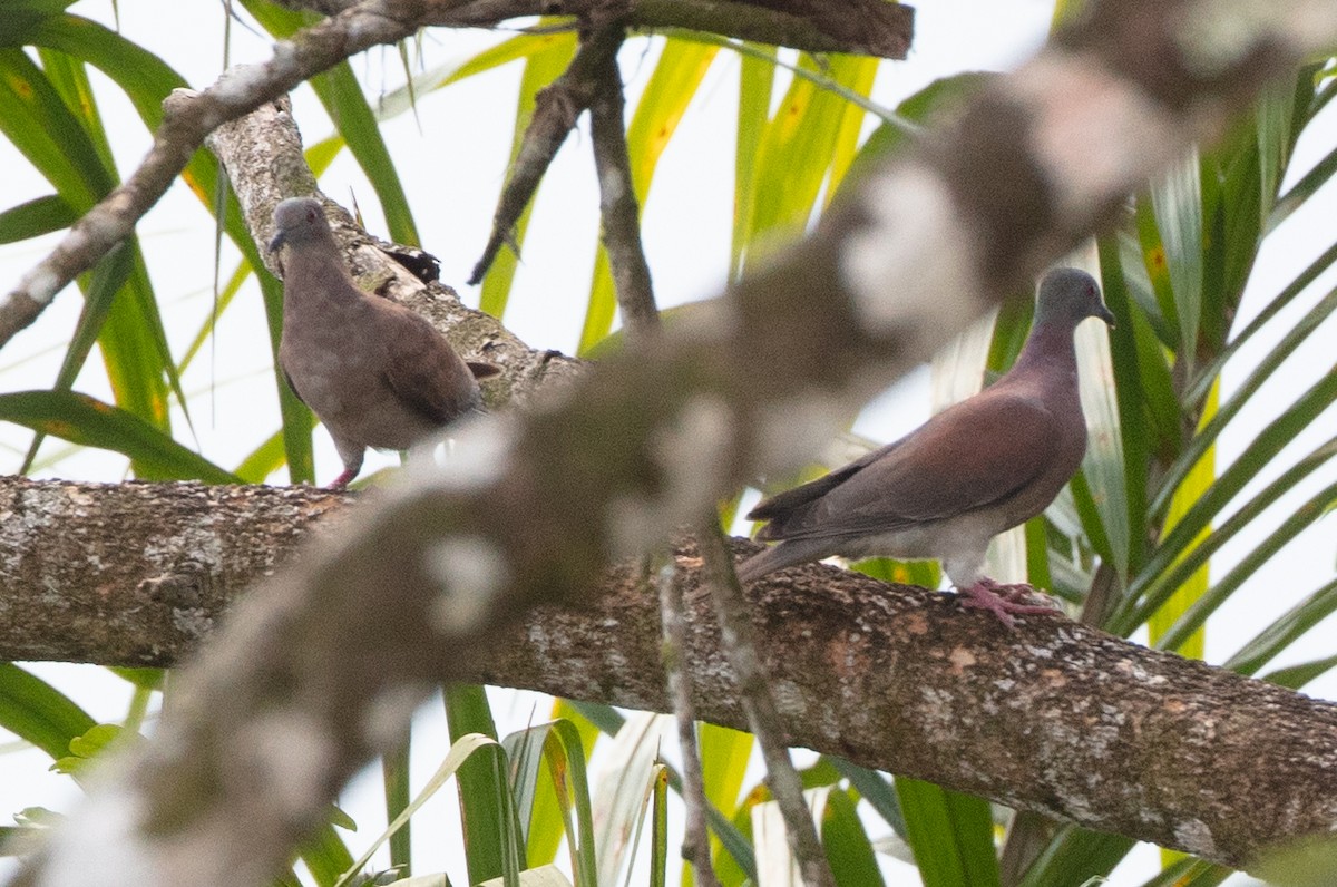 Pale-vented Pigeon - ML628779414