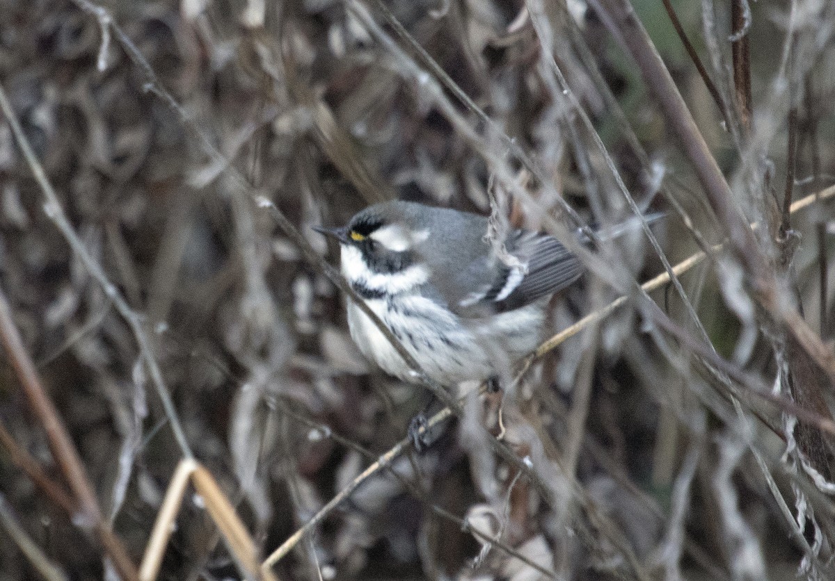Black-throated Gray Warbler - ML628779463
