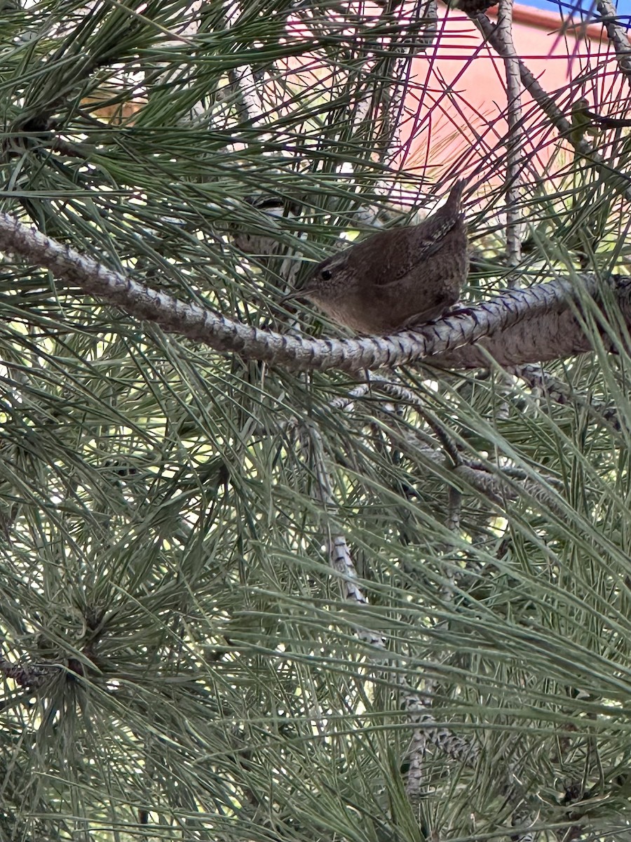 Eurasian Wren - ML628779773