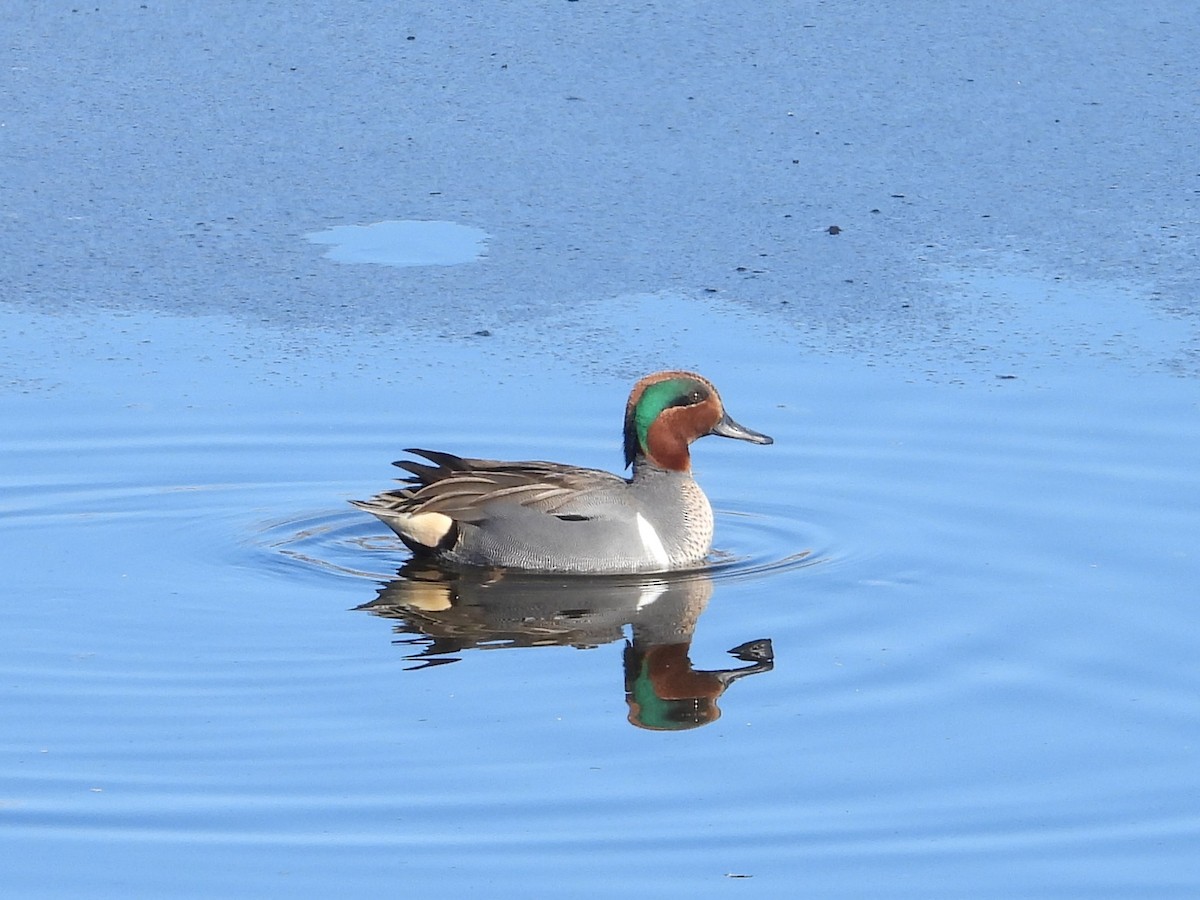 Green-winged Teal - ML628779808