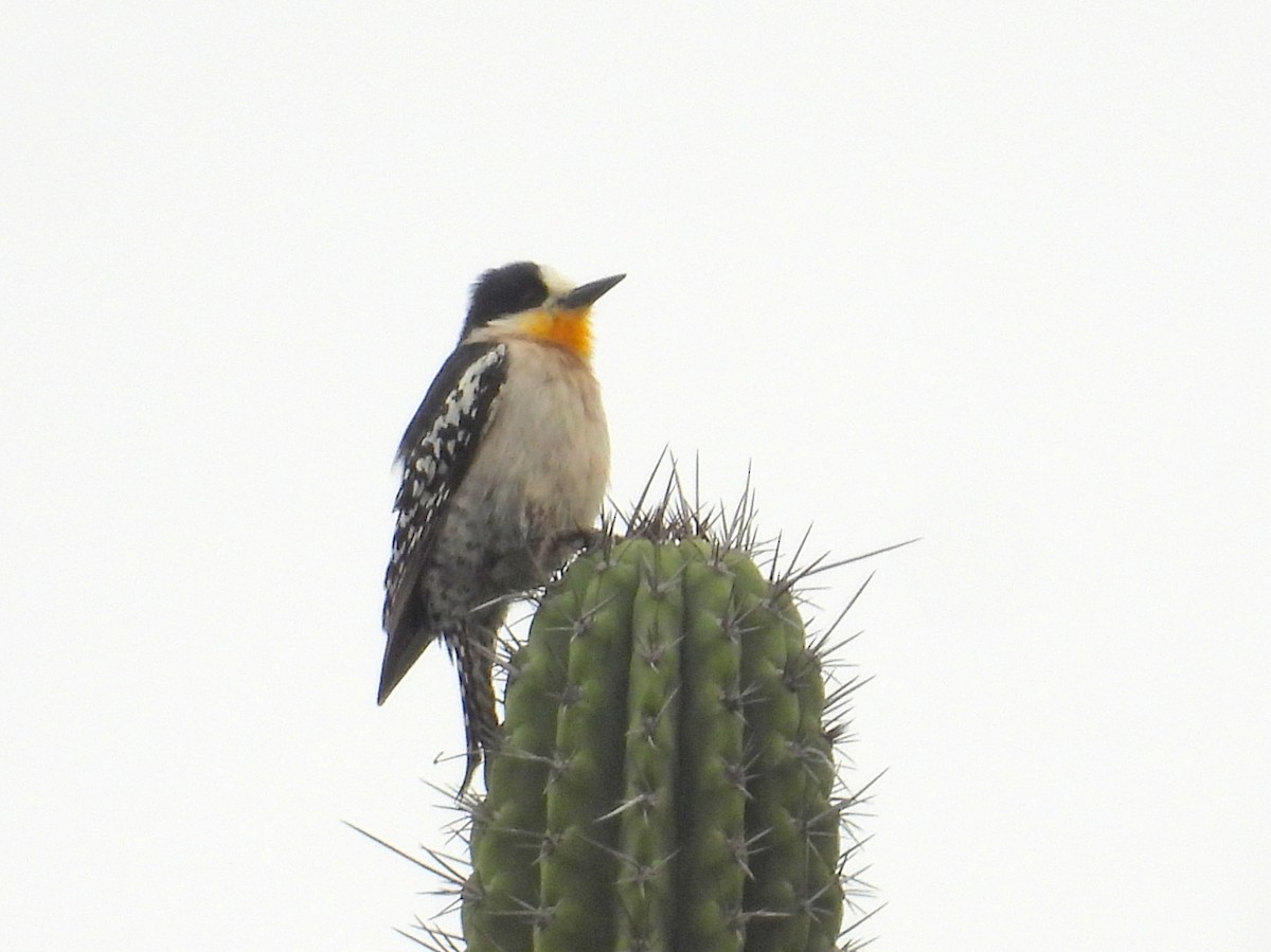 White-fronted Woodpecker - ML628779927