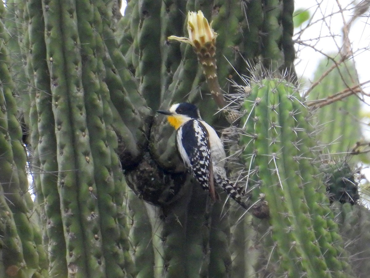 White-fronted Woodpecker - ML628780014