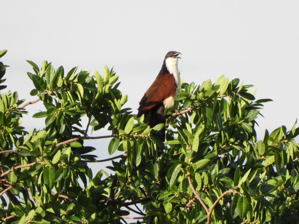 Coppery-tailed Coucal - ML628780287