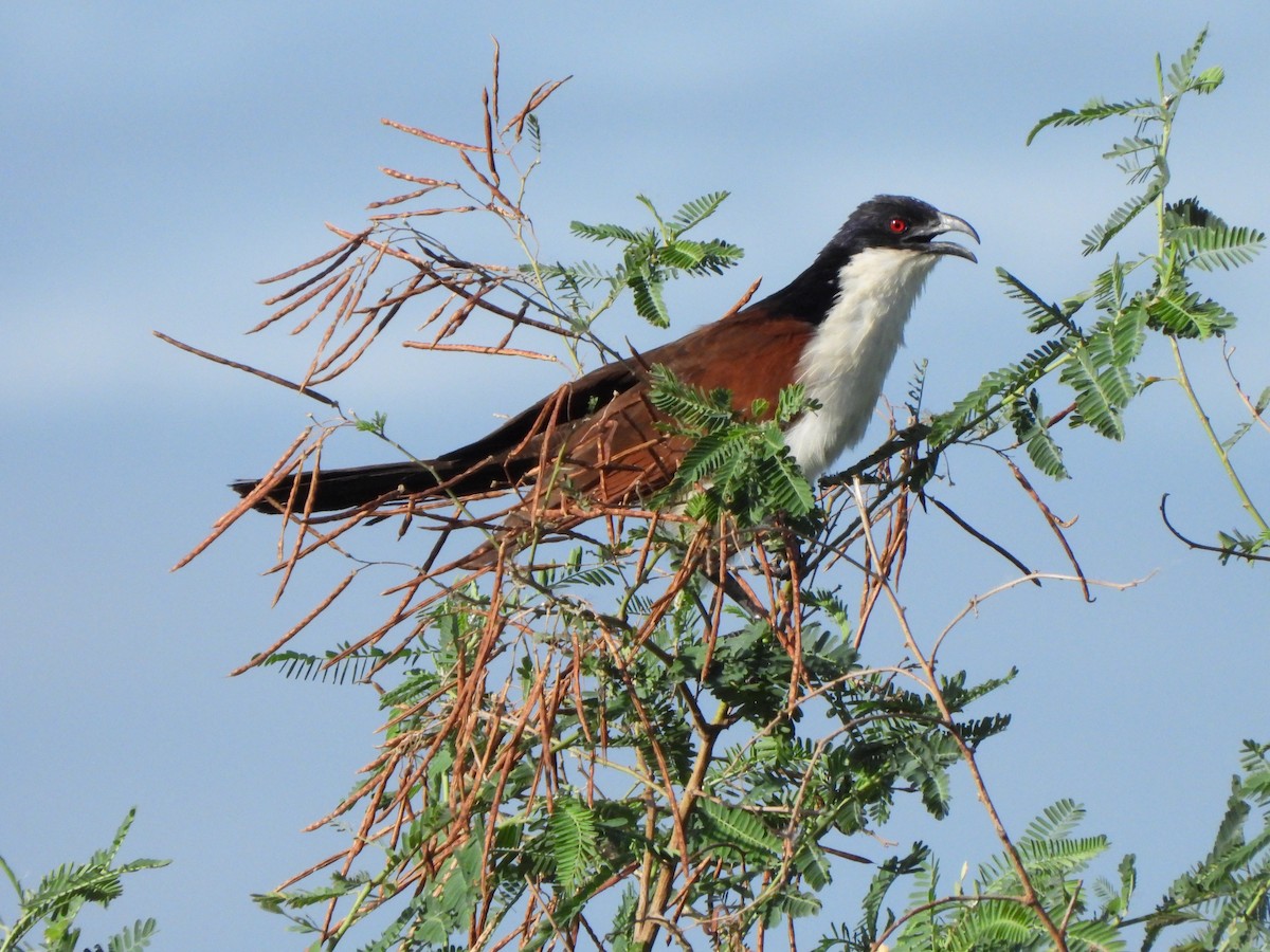 Coppery-tailed Coucal - ML628780288