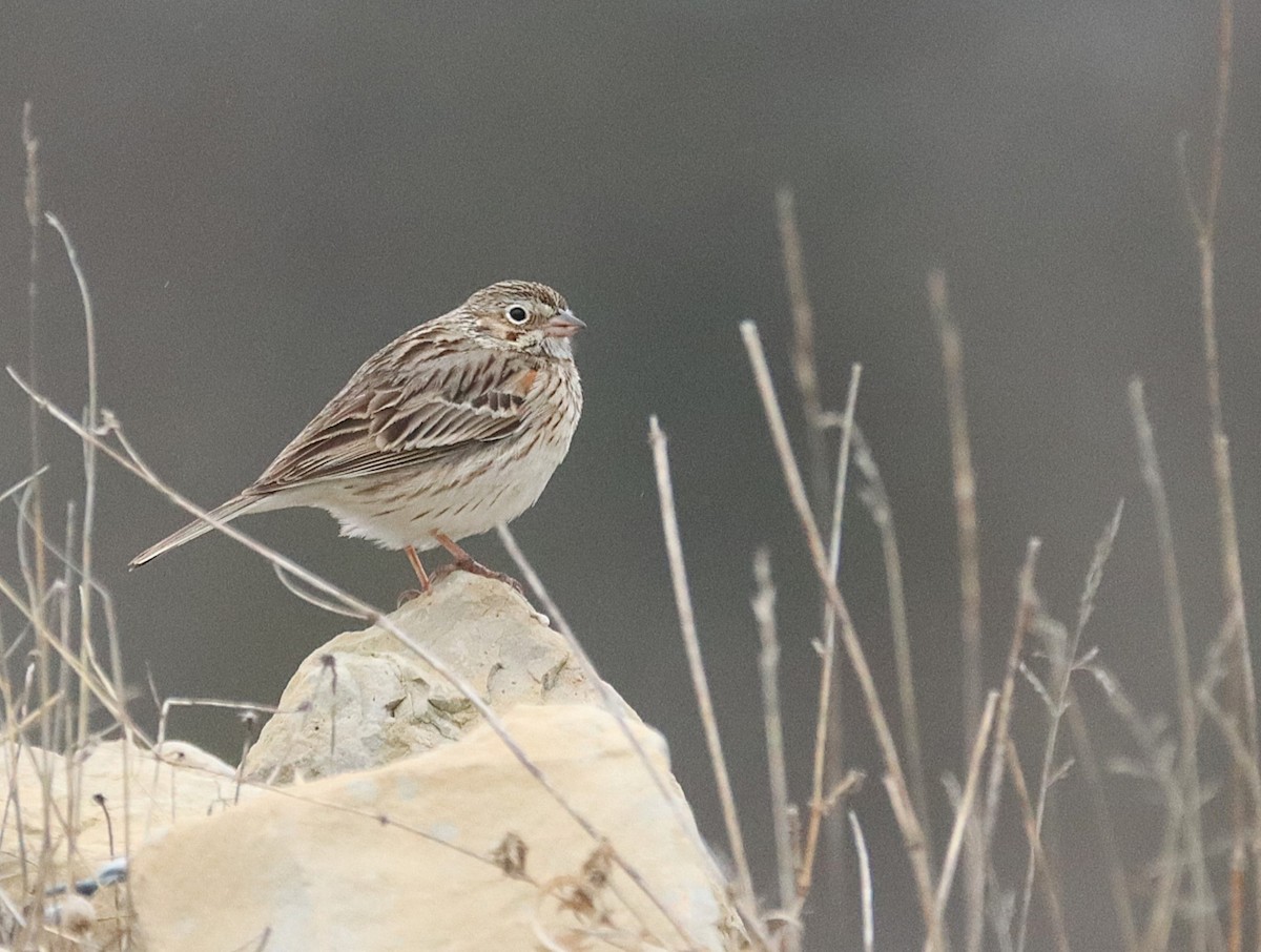 Vesper Sparrow - ML628780376