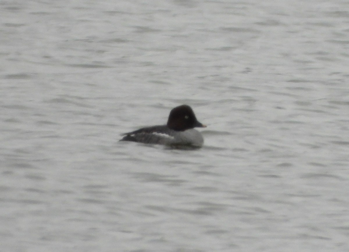 Common Goldeneye - ML628780471