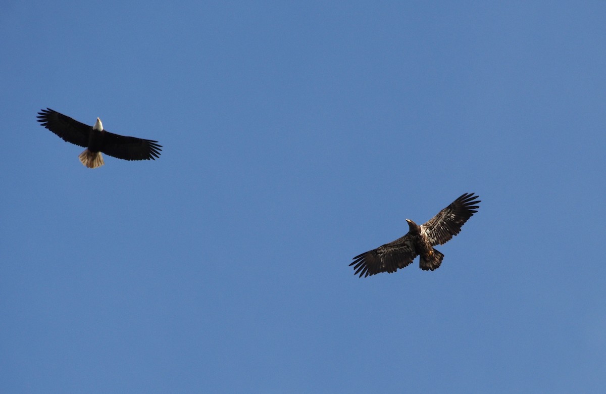 Bald Eagle - ML628780487