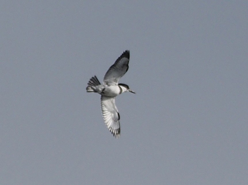 Belted Kingfisher - ML628780507
