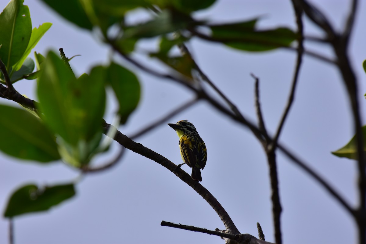 Yellow-fronted Tinkerbird - ML628780666