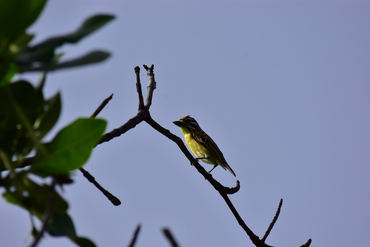 Yellow-fronted Tinkerbird - ML628780679