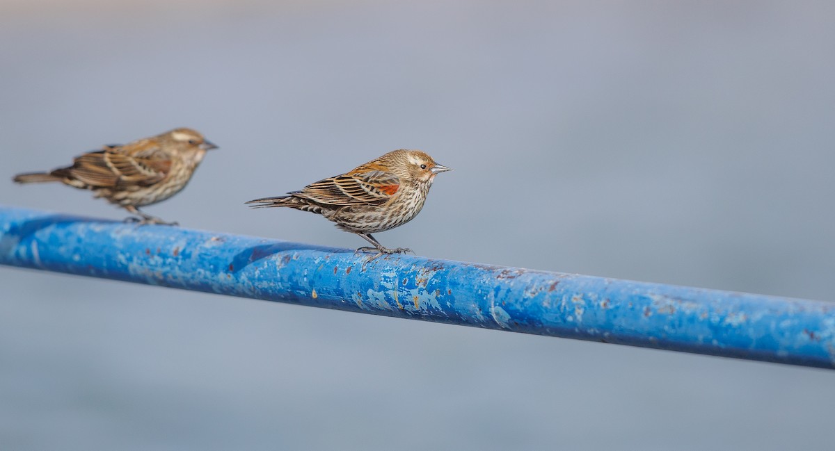 Sargento Alirrojo (grupo phoeniceus) - ML628780845