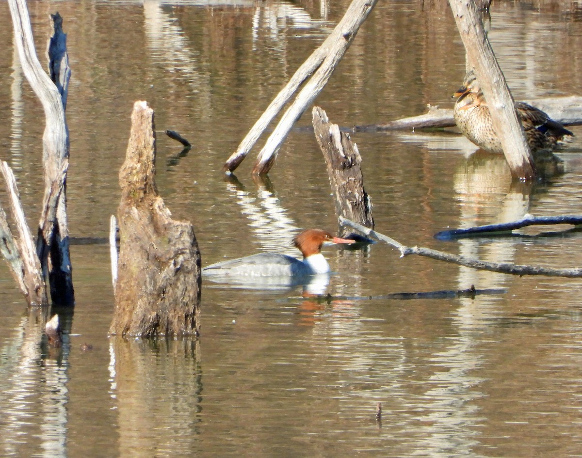 Common Merganser - ML628780909
