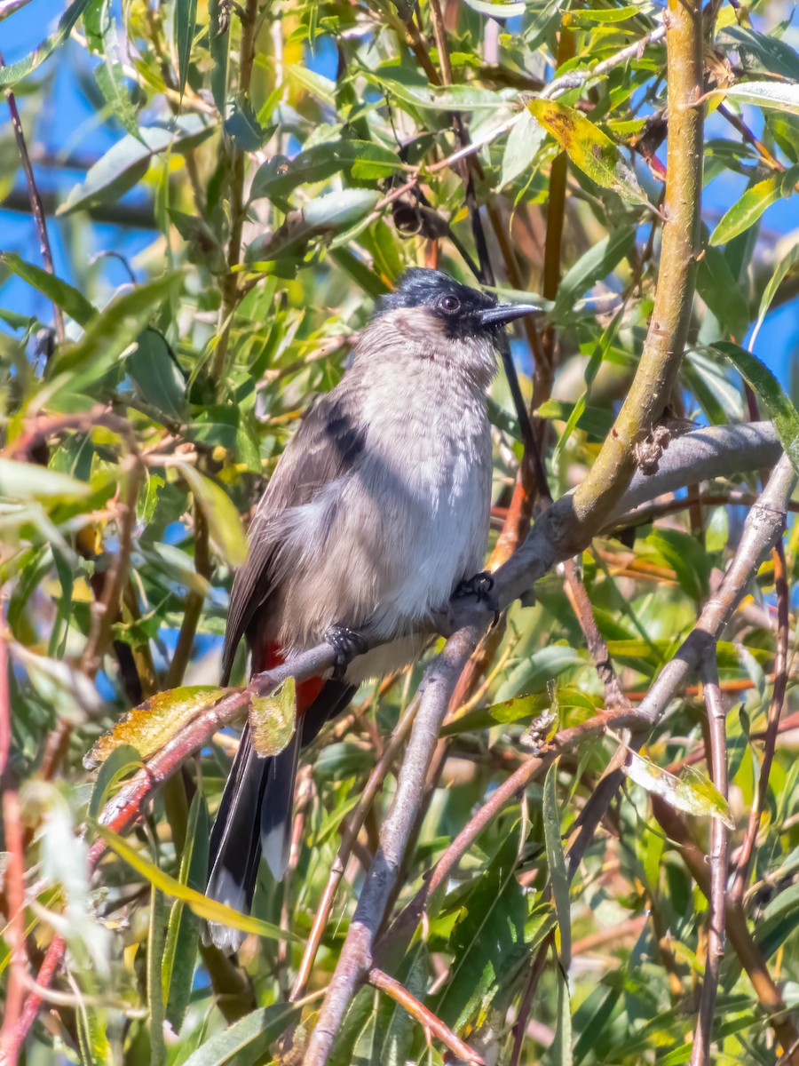 Sooty-headed Bulbul - ML628780943
