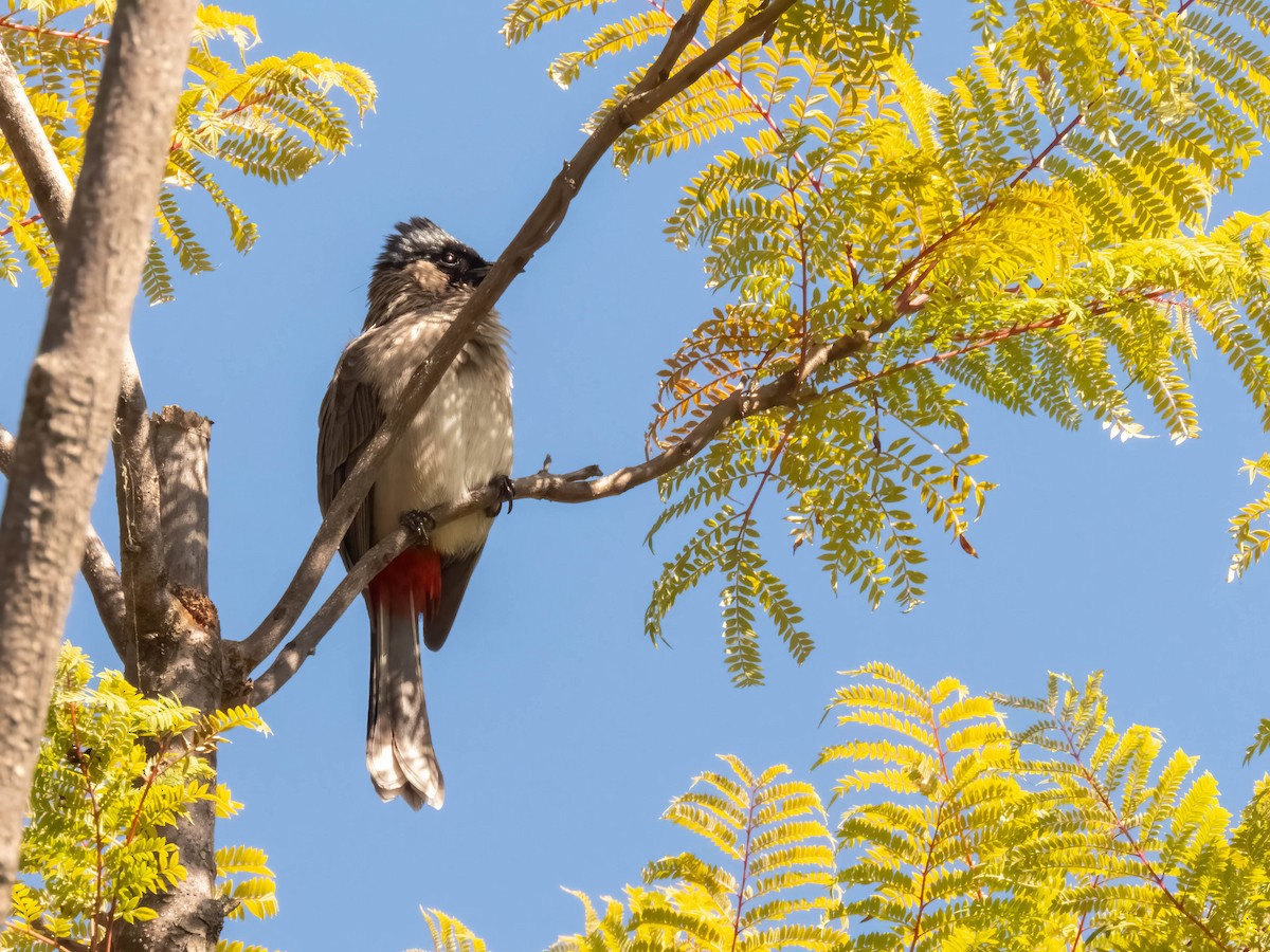 Sooty-headed Bulbul - ML628780944