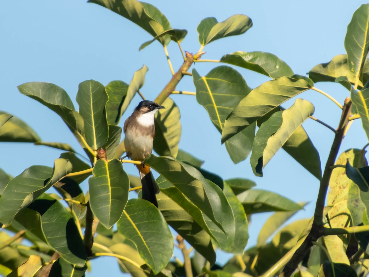 Brown-breasted Bulbul - ML628780947