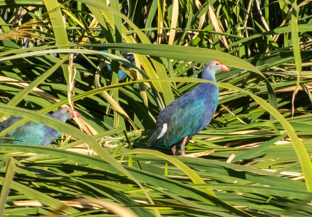 Gray-headed Swamphen - ML628780993