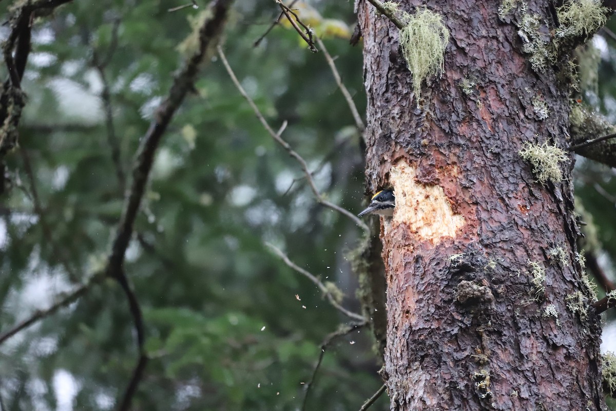 Black-backed Woodpecker - ML628781058