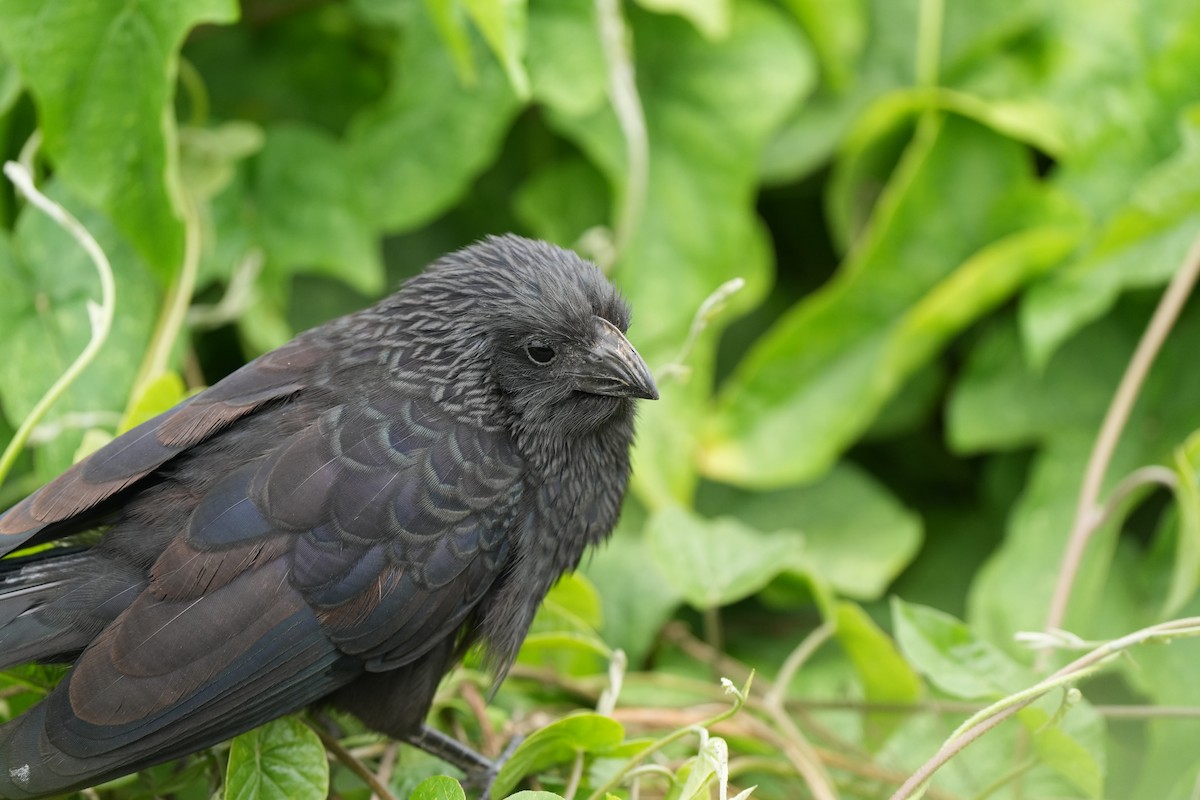 Groove-billed Ani - ML628781070