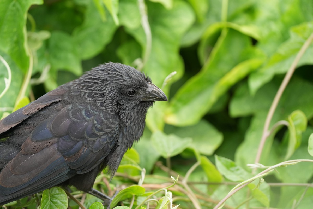 Groove-billed Ani - ML628781071