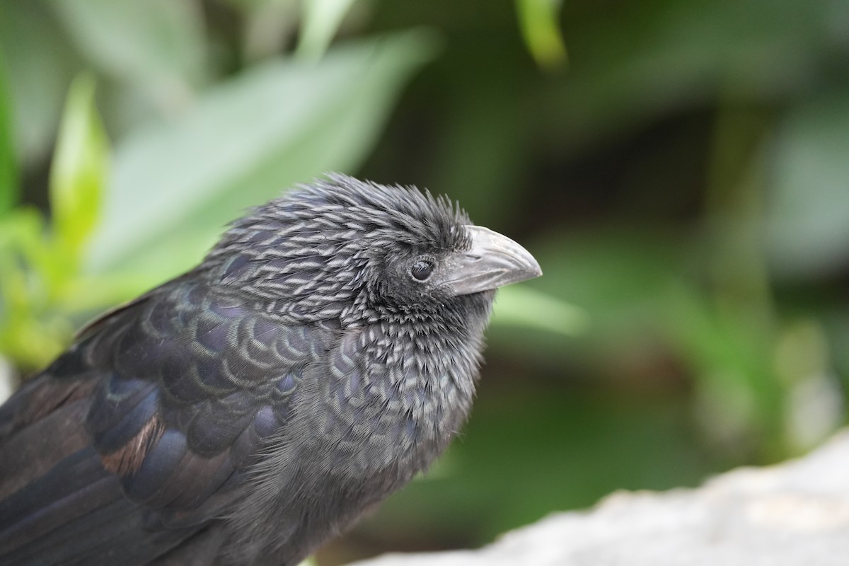 Groove-billed Ani - ML628781073