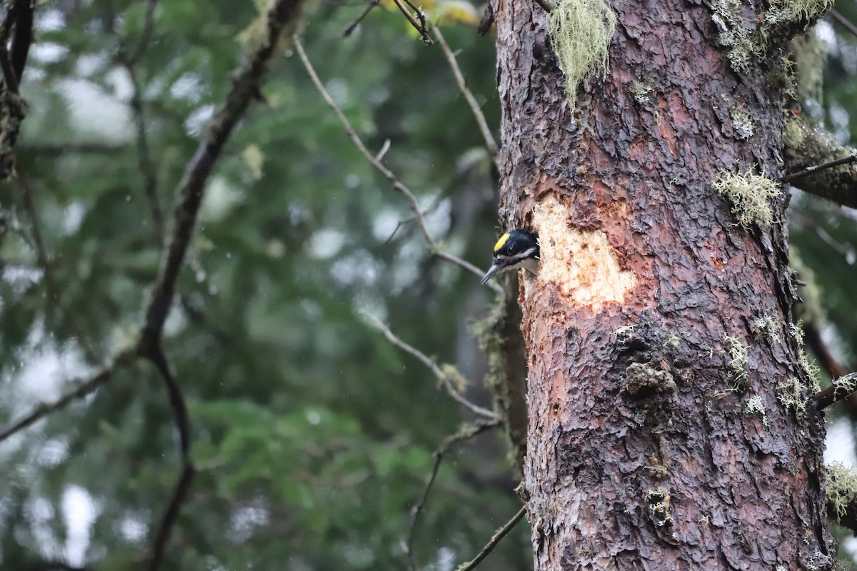 Black-backed Woodpecker - ML628781074