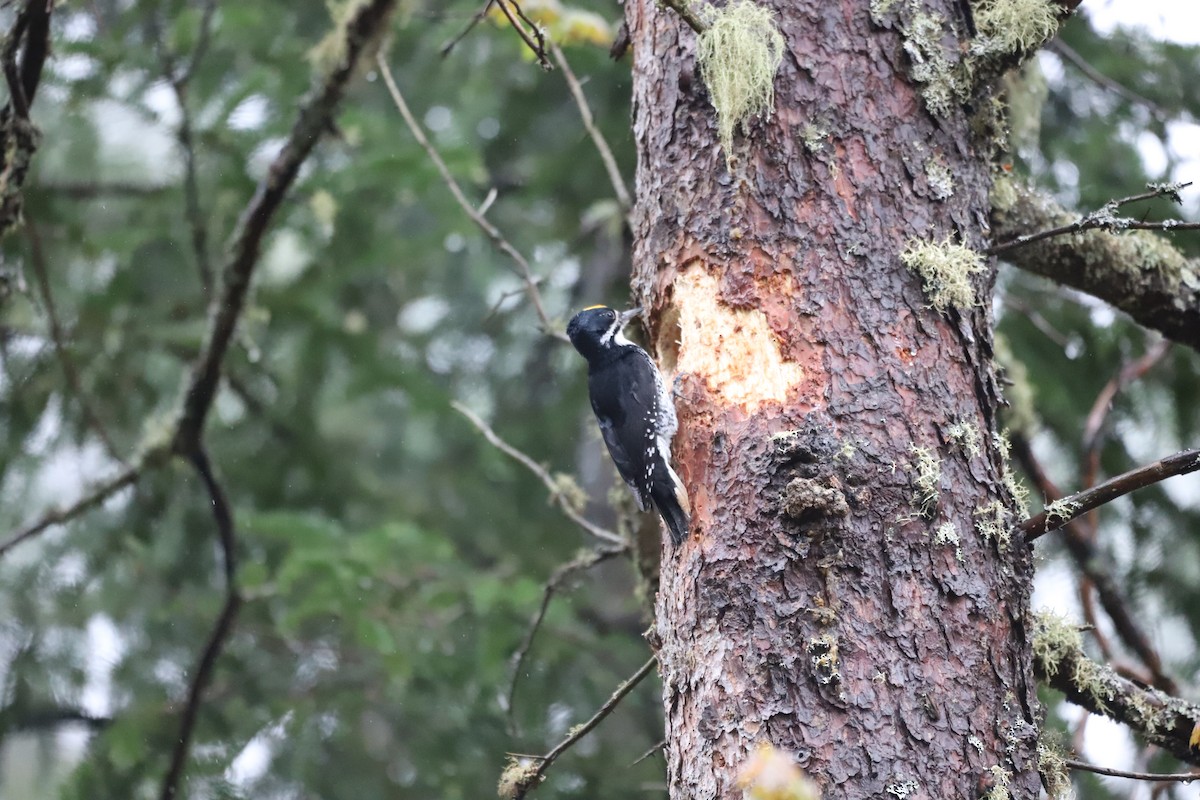 Black-backed Woodpecker - ML628781082