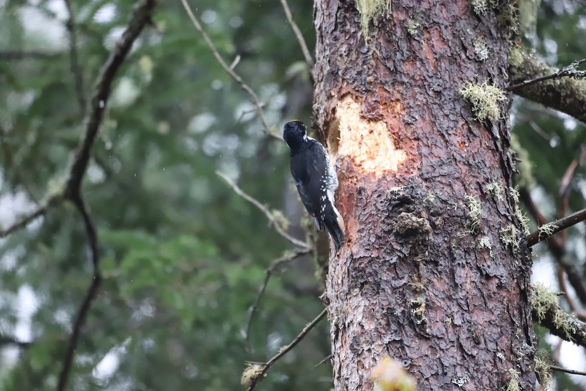 Black-backed Woodpecker - ML628781083