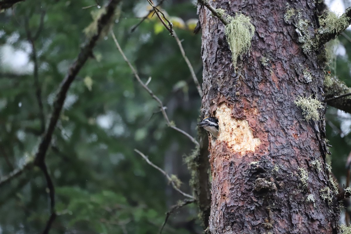 Black-backed Woodpecker - ML628781094