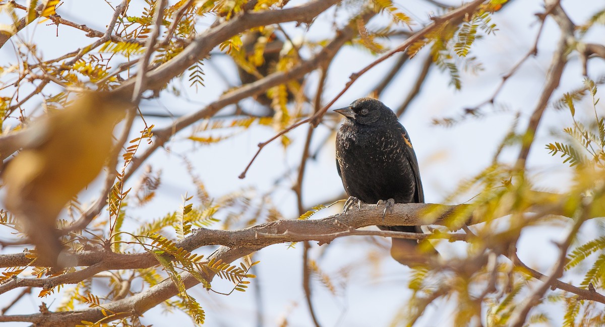 Sargento Alirrojo (grupo phoeniceus) - ML628781109