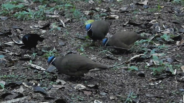 Blue-headed Quail-Dove - ML628781150