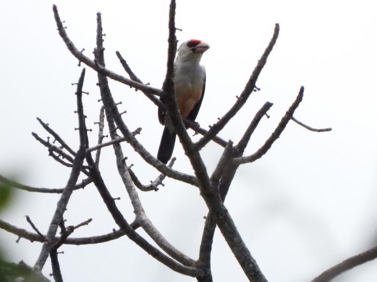 Black-backed Barbet (Black-backed) - ML628781185