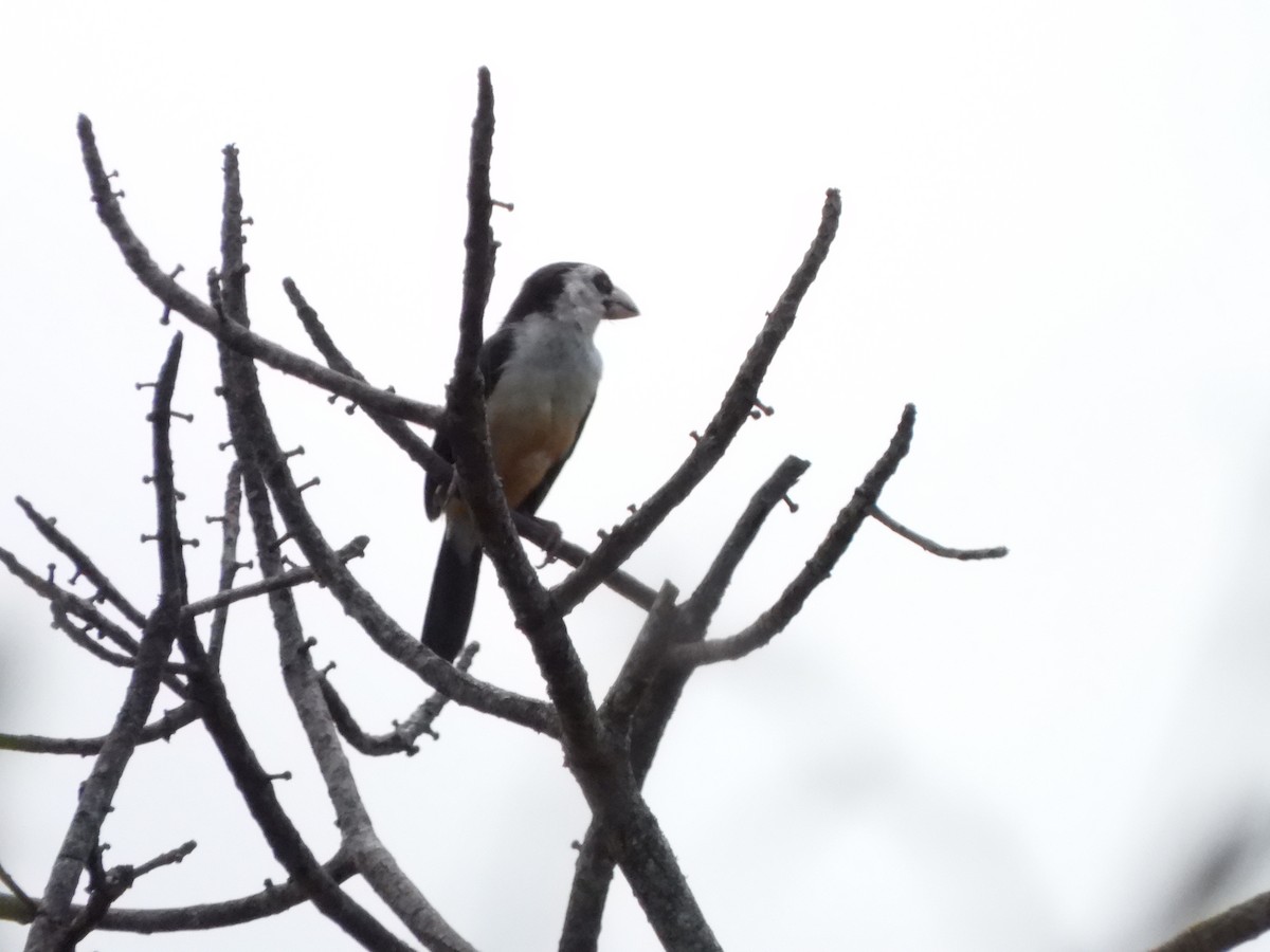 Black-backed Barbet (Black-backed) - ML628781186