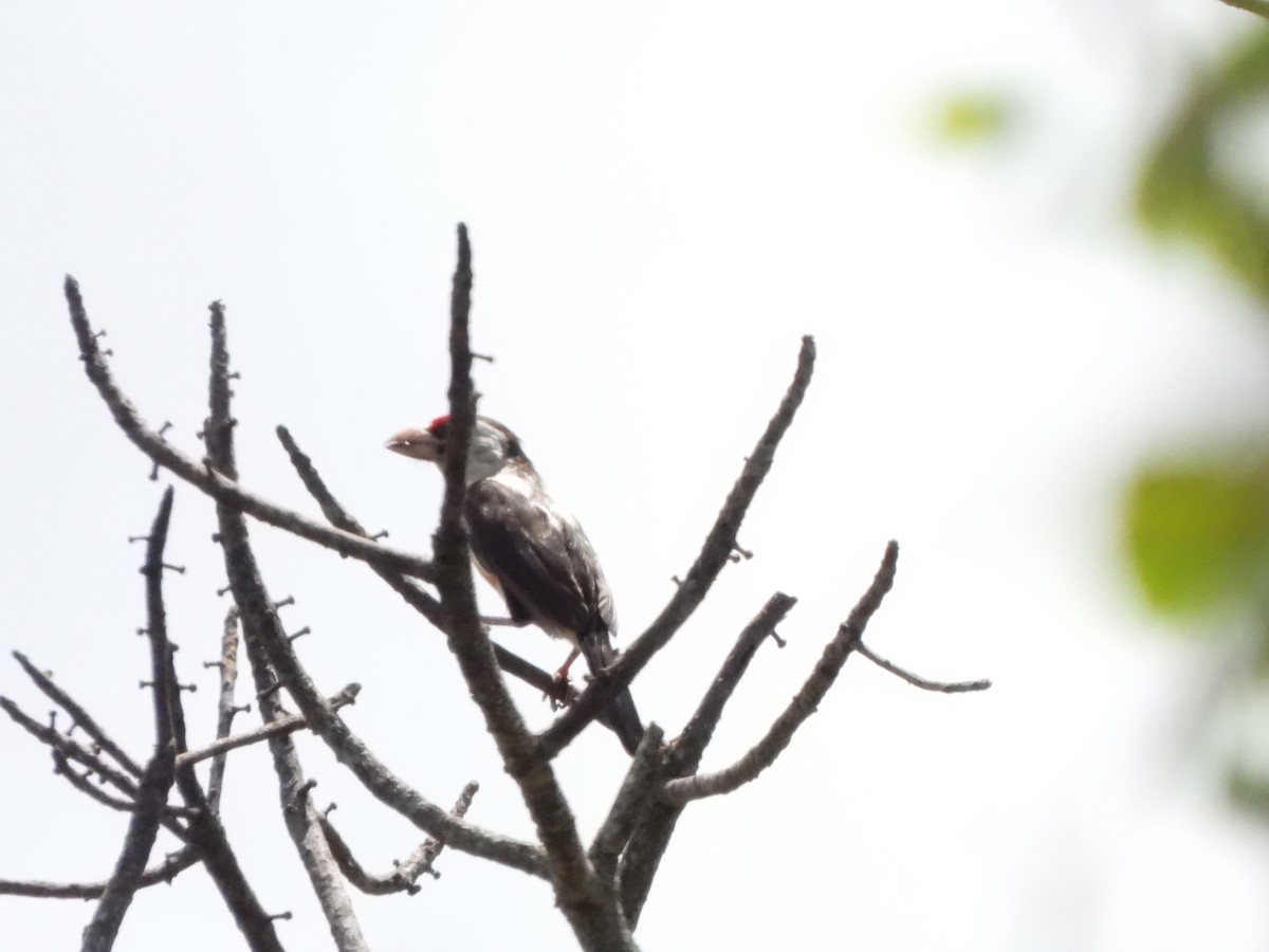 Black-backed Barbet (Black-backed) - ML628781193