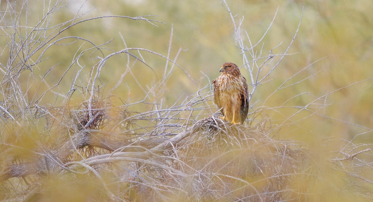 Aguilucho de Hudson - ML628781223