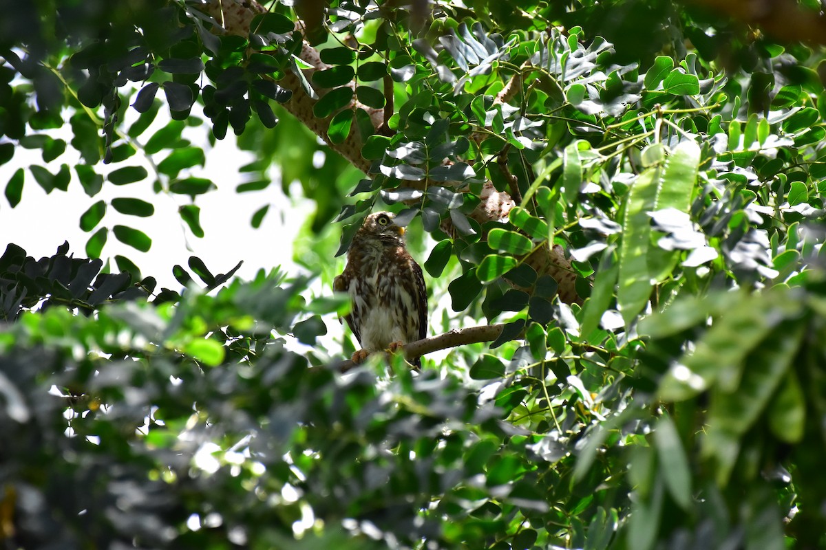 Pearl-spotted Owlet - ML628781307